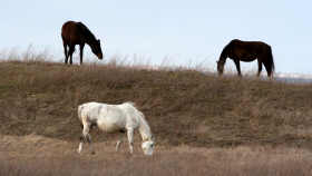 Экс-полицейского обвинили в краже лошадей в Калмыкии 